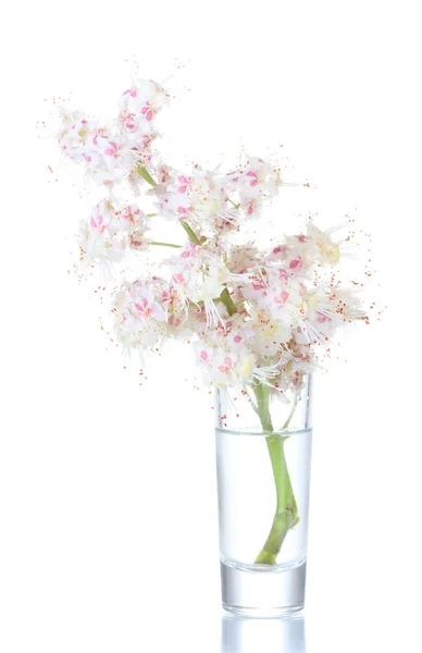 Flores de castaño en un vaso aislado en blanco —  Fotos de Stock