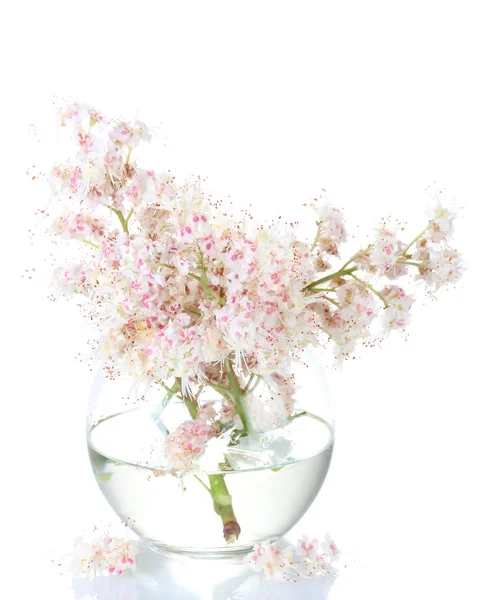 Vase of chestnuts flowers isolated on white — Stock Photo, Image