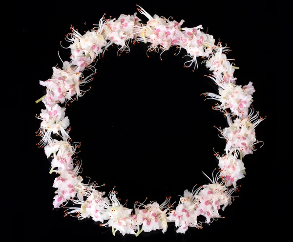Rahmen aus Kastanienblüte isoliert auf schwarz — Stockfoto