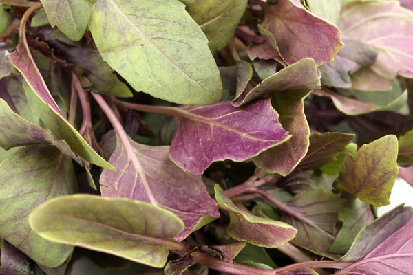 Fresh basil close-up — Stock Photo, Image