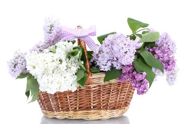 Beautiful lilac flowers in basket isolated on white Royalty Free Stock Images