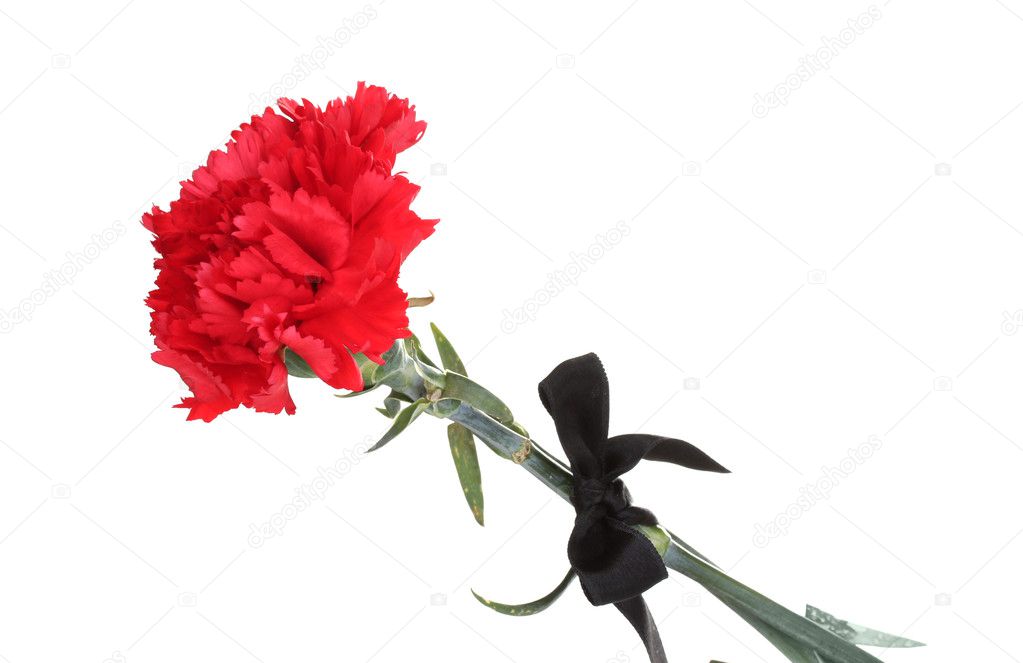 Carnations and black ribbon isolated on white