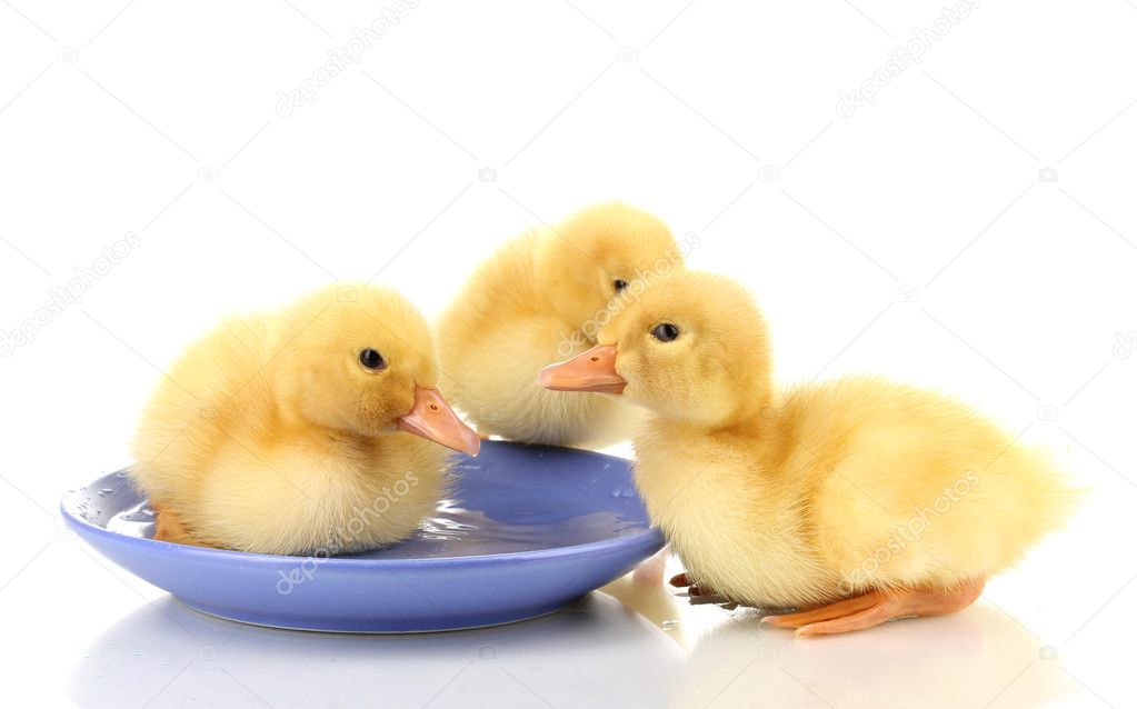 Three duckling drinking isolated on white