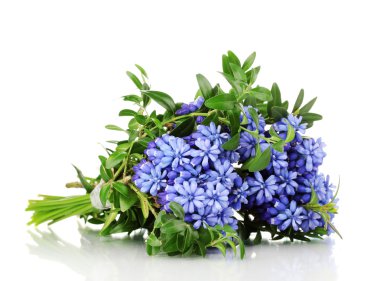 Muscari - hyacinth isolated on white clipart
