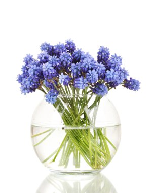 Muscari - Vazoda beyaz izole sümbül