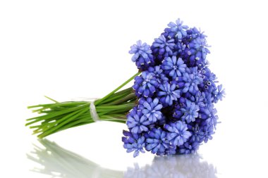 muscari - sümbül üzerinde beyaz izole