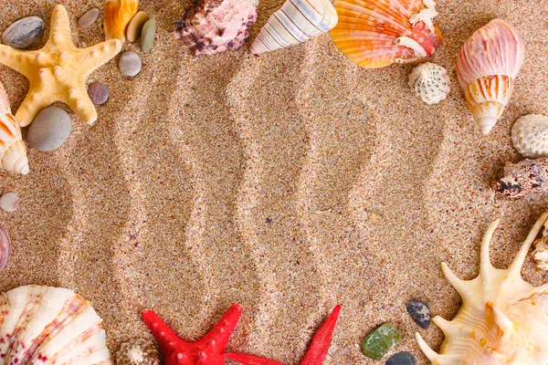 貝殻およびヒトデの多くのビーチ — ストック写真
