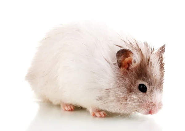 Niedlichen Hamster isoliert weiß — Stockfoto