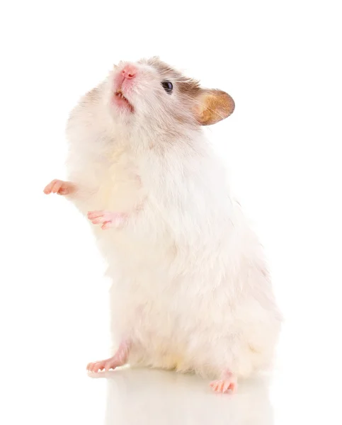 Niedlichen Hamster stehend isoliert weiß — Stockfoto
