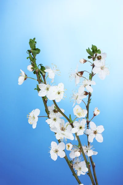 Beautiful cherry blossom on blue background — Stock Photo, Image