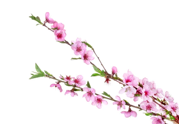 白色上隔绝的美丽粉红桃花 — 图库照片