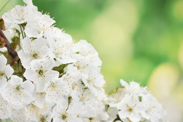 Hermosa flor de cerezo sobre fondo verde —  Fotos de Stock