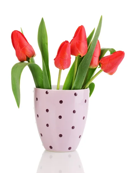 Krásné tulipány v hrnci izolovaných na bílém — Stock fotografie