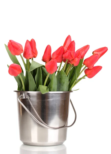 Hermosos tulipanes en cubo aislado en blanco —  Fotos de Stock
