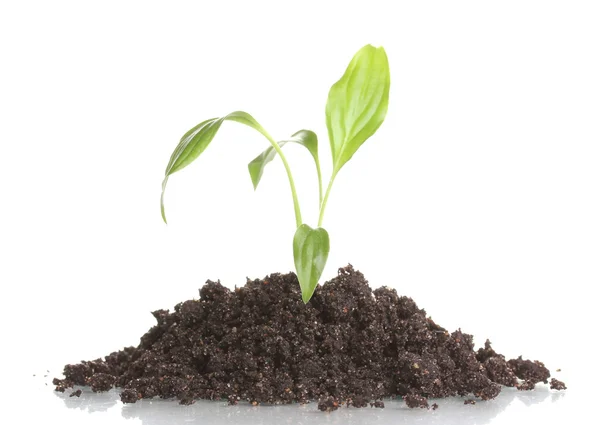 Jovem planta em solo isolado em branco — Fotografia de Stock