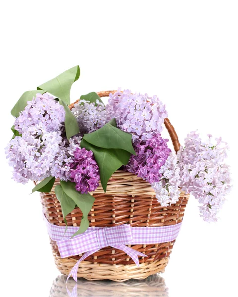 Mooie lila bloemen in mand geïsoleerd op wit — Stockfoto