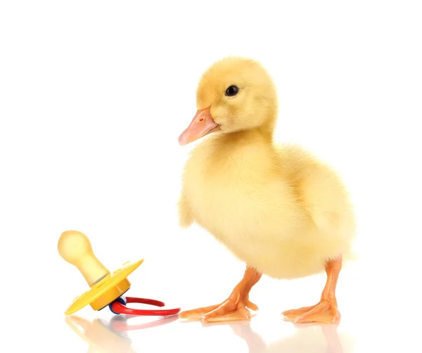 Duckling and baby 's dummy isolated on white — стоковое фото
