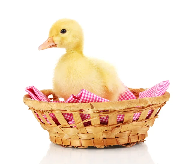 Duckling in basket isolated on white — Stock Photo, Image