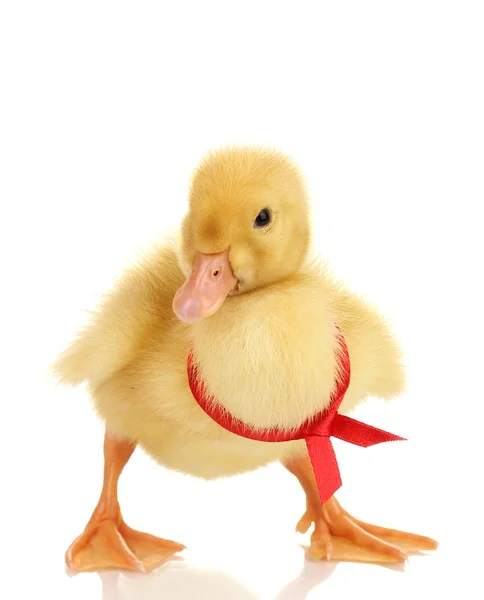 Duckling with ribbon isolated on white — Stock Photo, Image