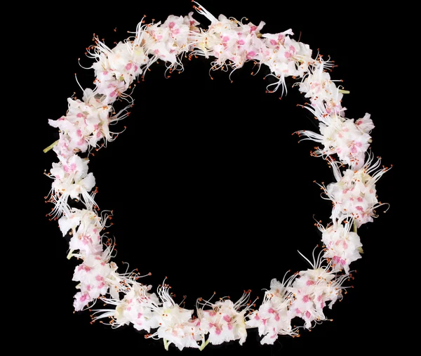 Frame made of chestnut flower isolated on black — Stock Photo, Image