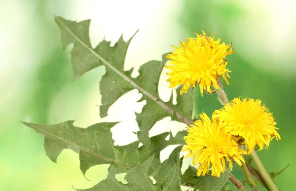Dandelion flowers and leaves on green background — Stock Photo, Image