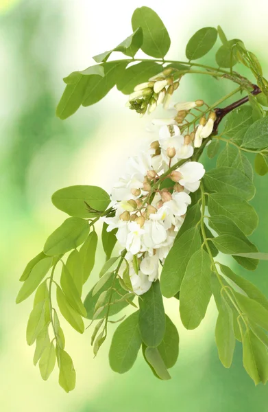 Oddział kwiatów akacji białe na zielonym tle — Zdjęcie stockowe