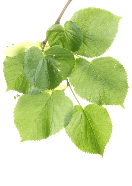 Folhas verdes de tília isoladas em branco — Fotografia de Stock