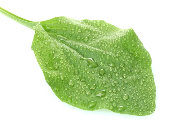 Groblad blad med droppar isolerad på en vit — Stockfoto