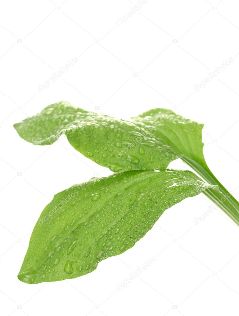 Plantain leaves with drops isolated on a white