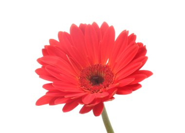 beyaz izole güzel kırmızı gerbera