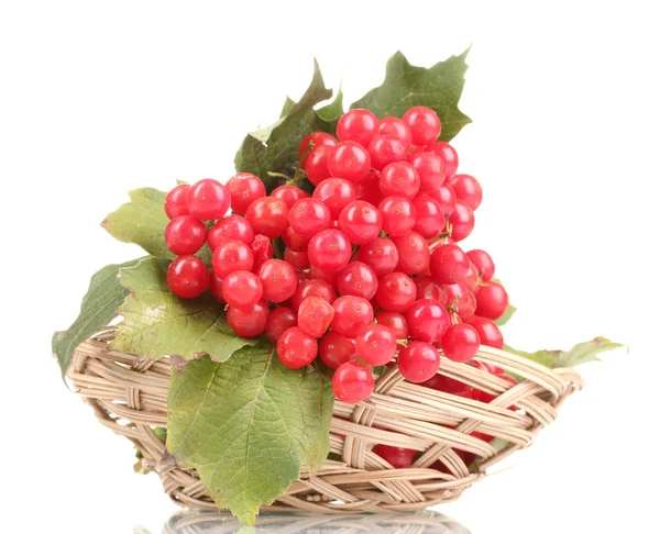 Rode bessen van planten van viburnum in mand geïsoleerd op wit — Stockfoto