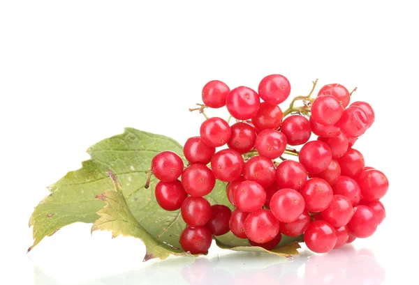 Червоні ягоди калини з листям ізольовані на білому — стокове фото