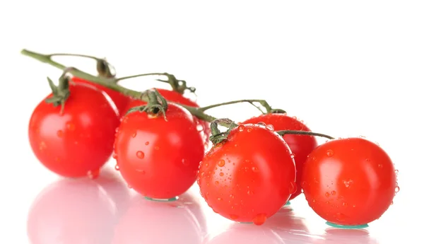 Красиві вишневі помідори на гілці ізольовані на білому — стокове фото
