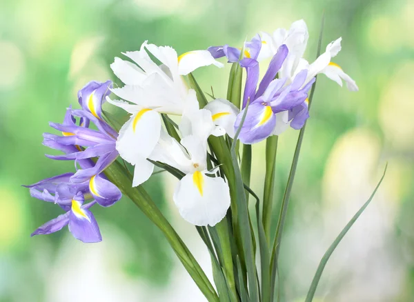 Vackra ljusa Iris på grön bakgrund — Stockfoto