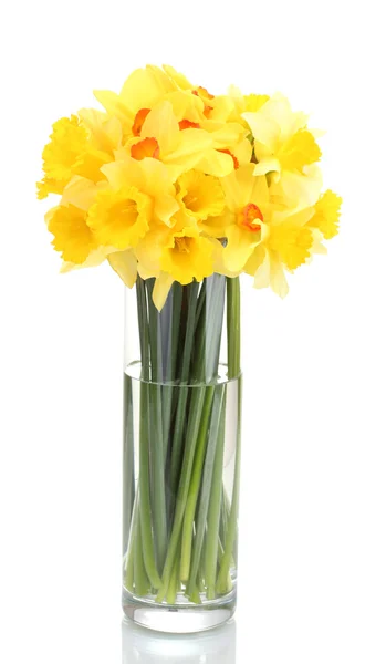 Όμορφο κίτρινο daffodils σε διαφανή βάζο που απομονώνονται σε λευκό — Φωτογραφία Αρχείου