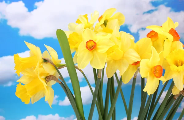 Beautiful yellow daffodils on blue sky background — Stock Photo, Image