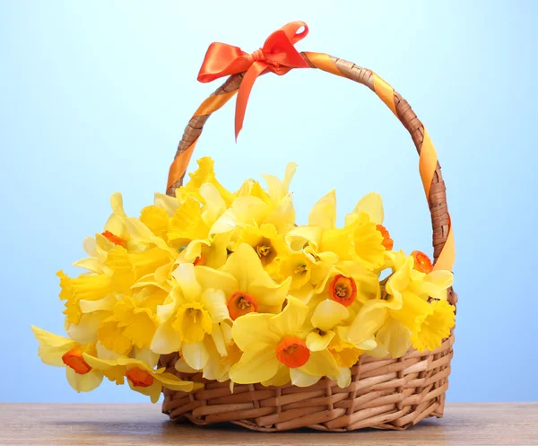 Beautiful yellow daffodils in basket with bow on wooden table on blue background — Stock Photo, Image