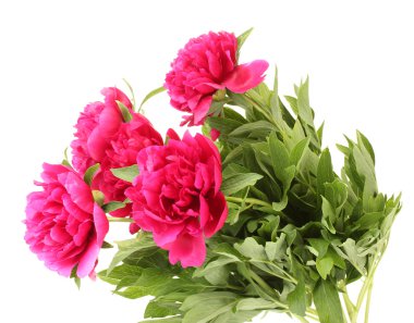 güzel pembe peonies üzerinde beyaz izole