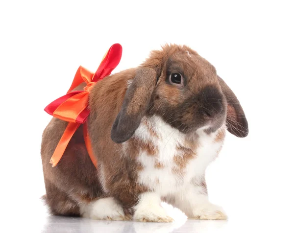 Zběsilého útoku králík s červenou mašli izolovaných na bílém — Stock fotografie