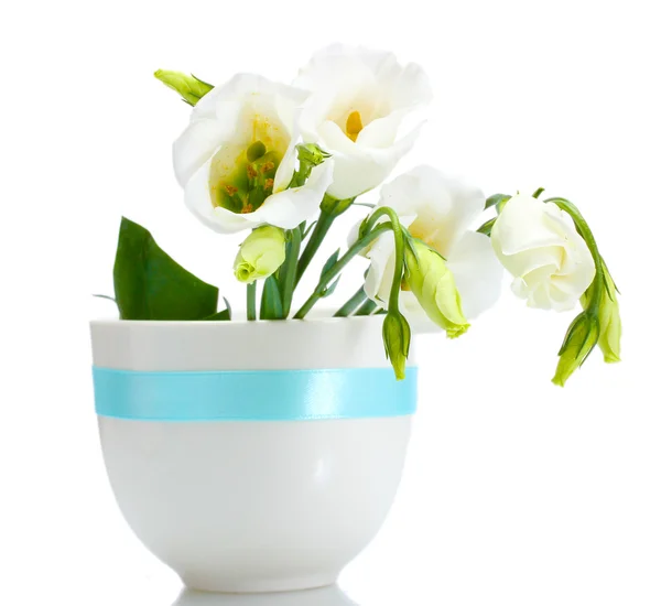 Belas flores de primavera em vaso isolado em branco — Fotografia de Stock
