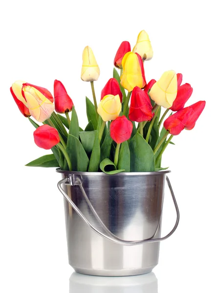 Belles tulipes dans seau isolé sur blanc — Photo