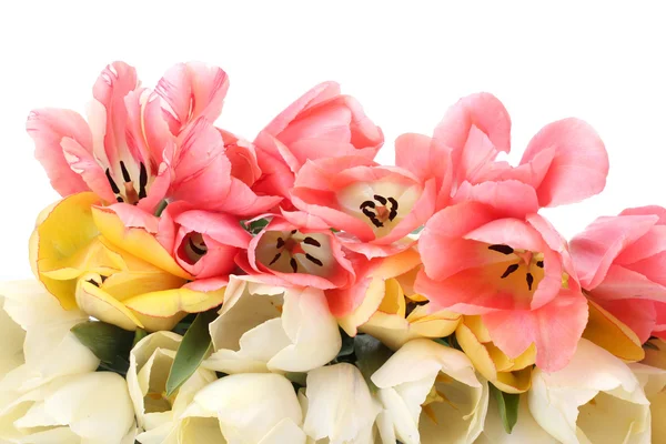 Belles tulipes isolées sur blanc — Photo