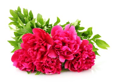 güzel pembe peonies üzerinde beyaz izole