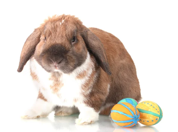 Лобково-ушной кролик с яйцами, изолированными на белом — стоковое фото