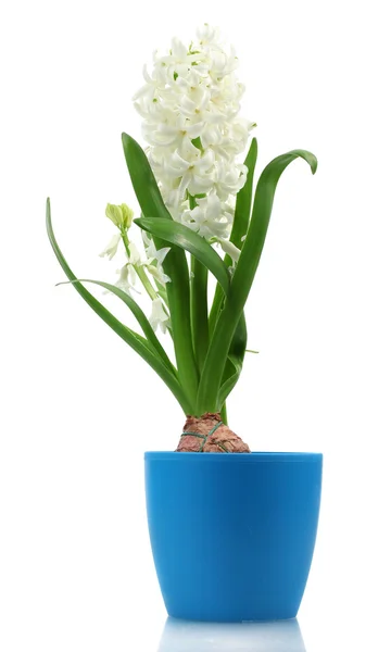 Beautiful white hyacinth in blue flowerpot isolated on white — Stock Photo, Image