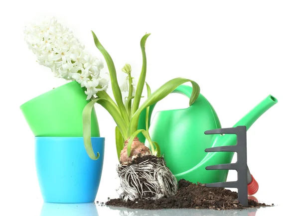 Beautiful hyacinth, soil, watering can and rake isolated on white — Stock Photo, Image