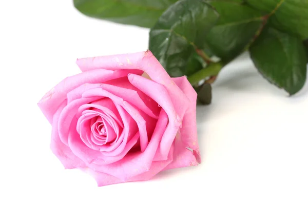 Vacker rosa ros isolerad på vit — Stockfoto