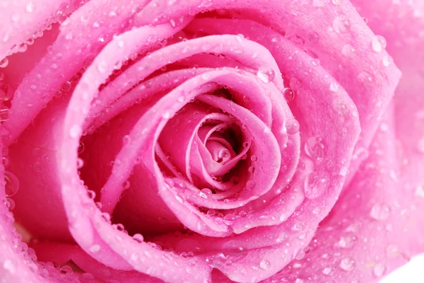 Belle rose rose avec des gouttes en gros plan, isolée sur blanc — Photo
