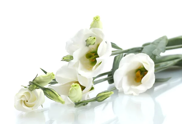 Prachtige Lentebloemen geïsoleerd op wit — Stockfoto