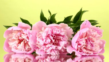 yeşil zemin üzerine üç pembe peonies